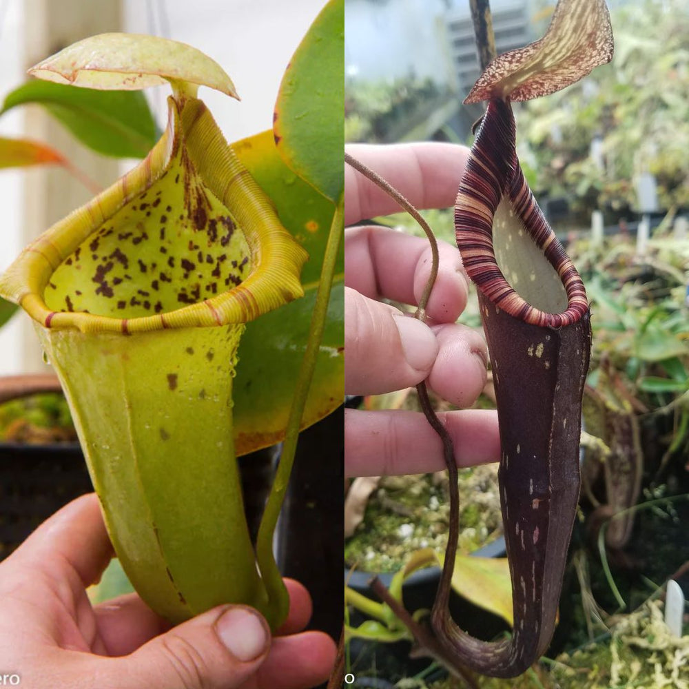 Nepenthes {truncata x [(lowii x veitchii) x campanulata]} x spectabilis 'ugly duckling', CAR-0592