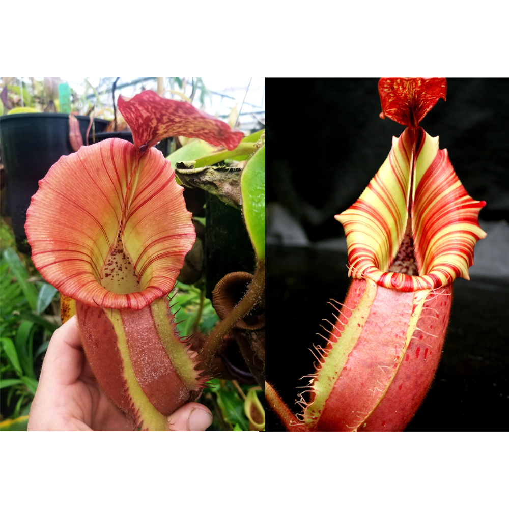 Nepenthes {[(Rokko x boschiana) x veitchii] x veitchii (m)} pink x veitchii Candy Dreams Seed Pod