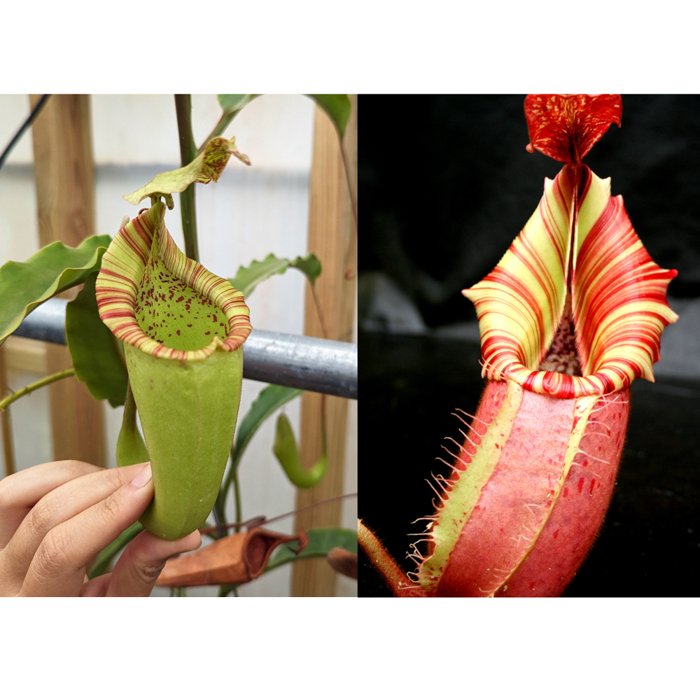 Nepenthes maxima Wavy Leaves Yamada x veitchii Candy Dreams Seed Pod