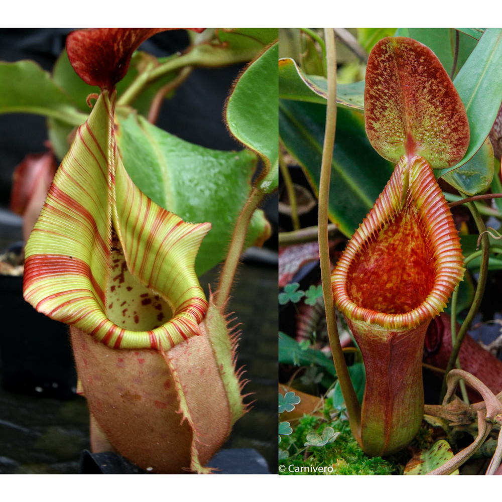 Nepenthes veitchii (Murud Striped x Candy) #3 x Trusmadiensis SG-Seed ...