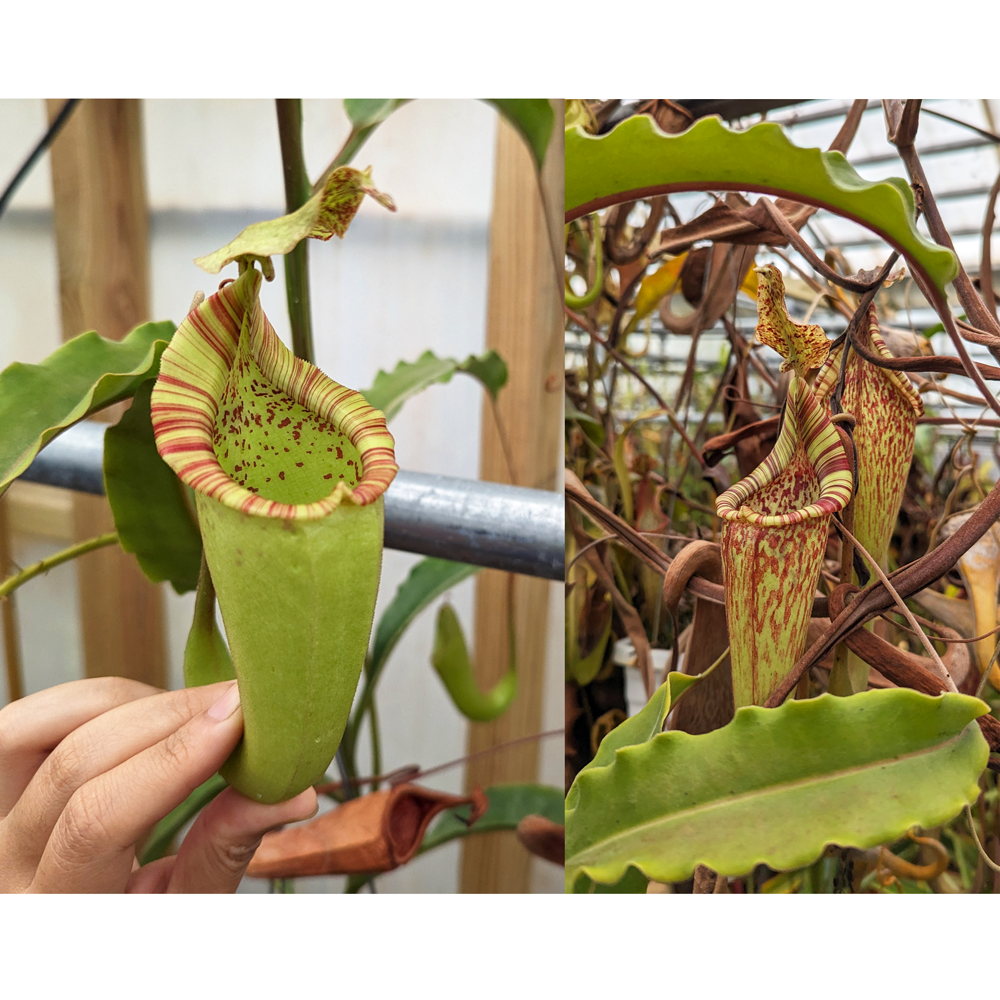 Nepenthes maxima (Yamada x JB) Wavy Leaves Seed Pod