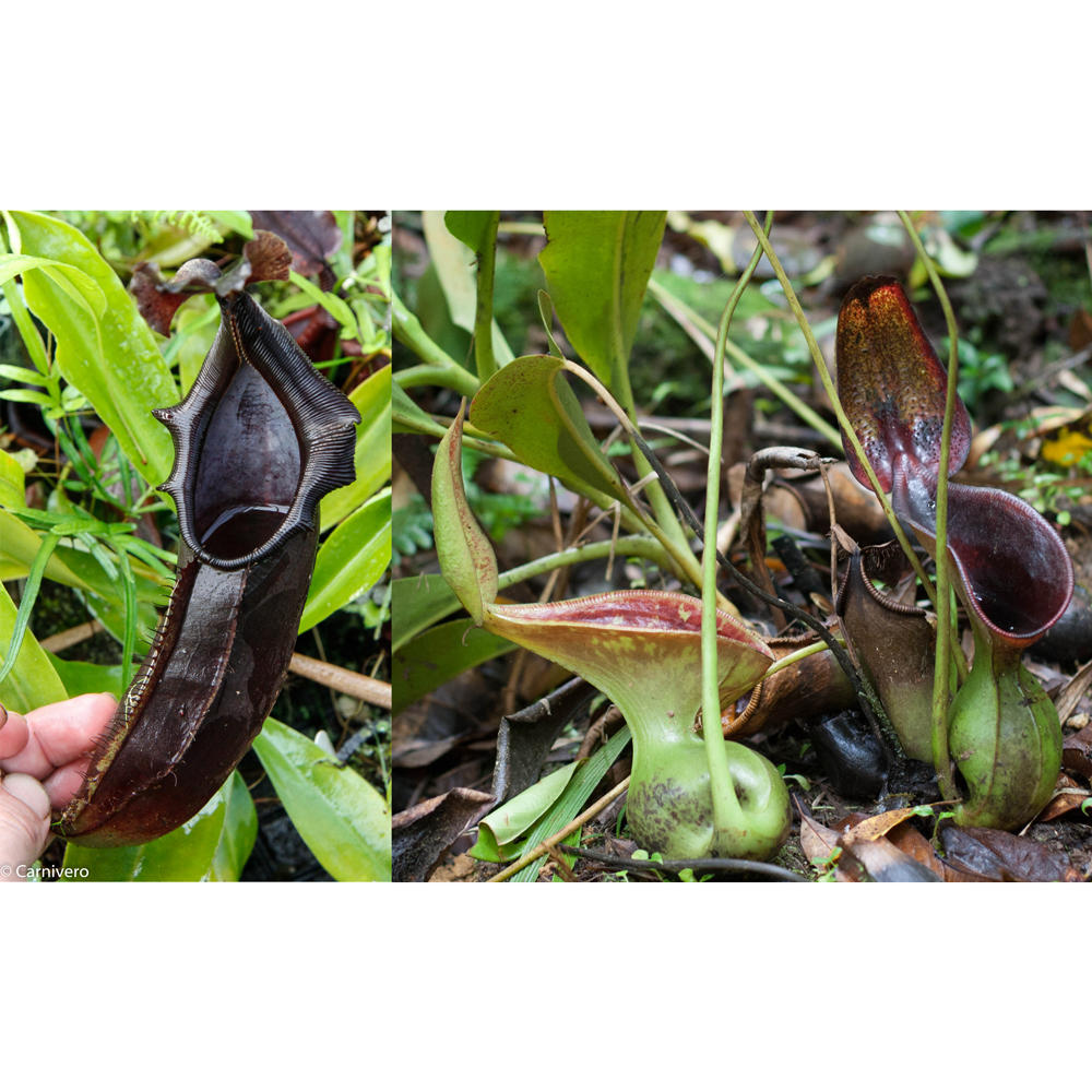 
                      
                        Nepenthes naga x lowii Kinabalu, CAR-0417
                      
                    