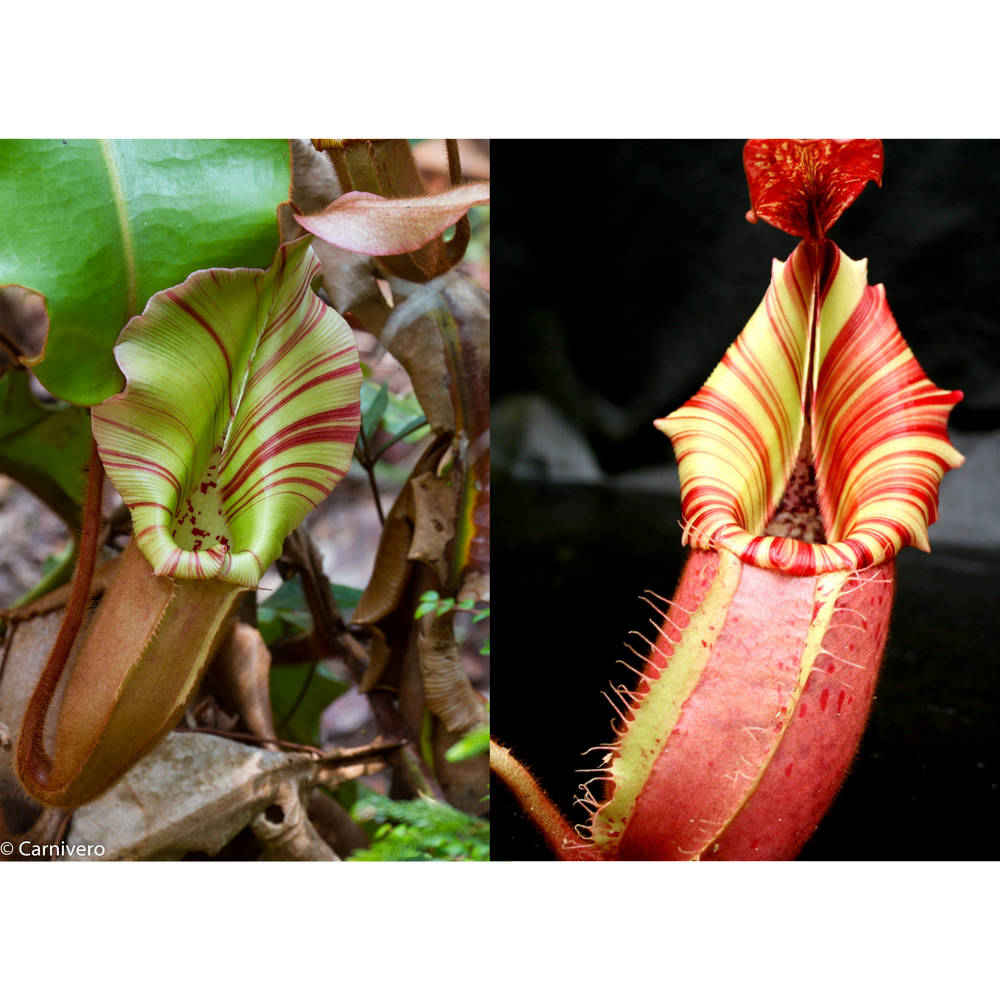 Nepenthes veitchii (Maliau Basin x 