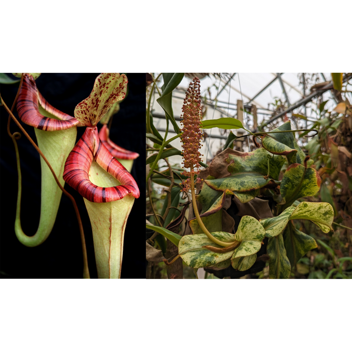 Nepenthes {[(lowii x veitchii) x boschiana] x platychila HM} x veitchi ...