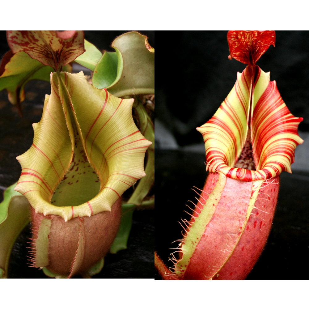 Nepenthes veitchii [(m) Bareo TU12 x 