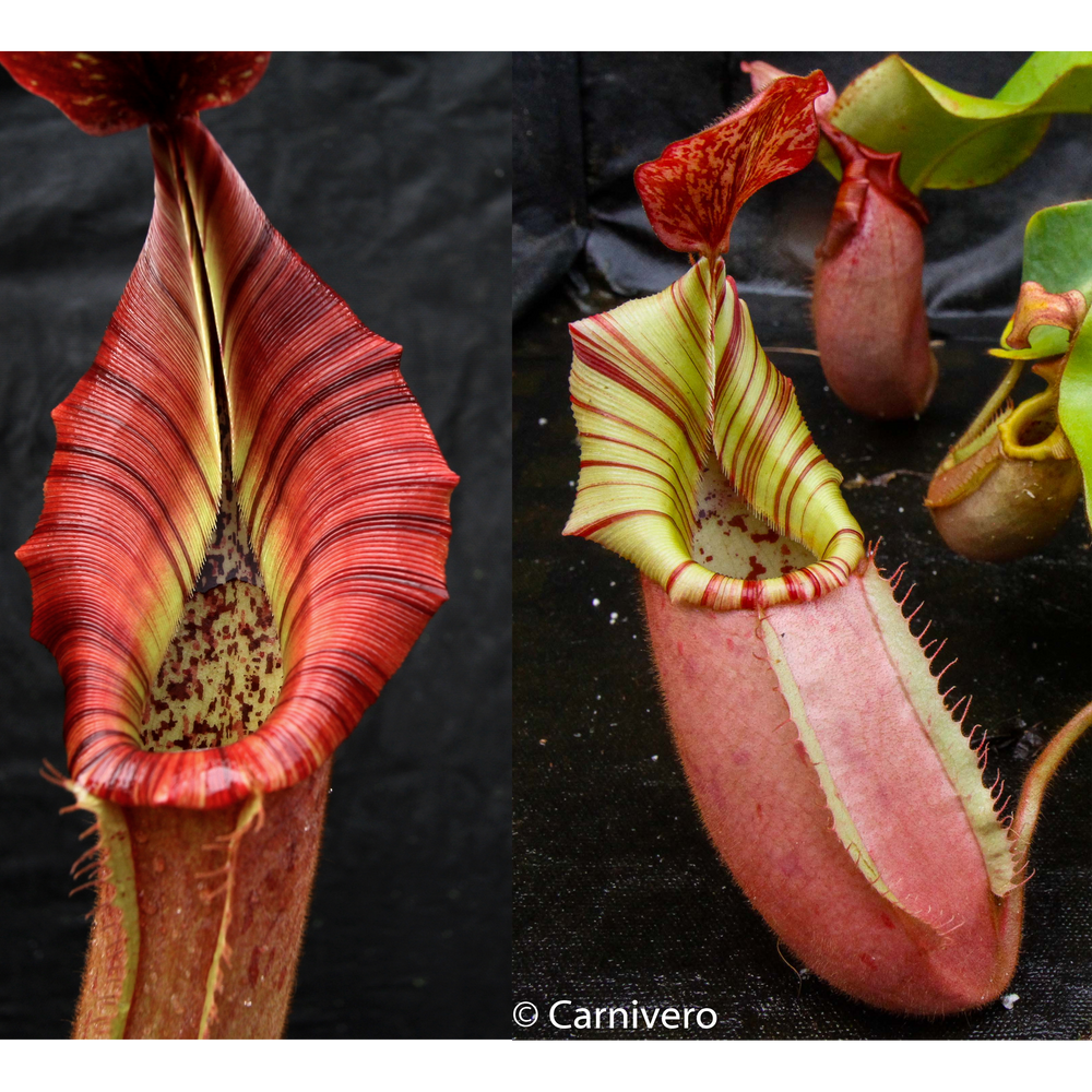 Nepenthes {[(lowii x veitchii) x boschiana)] x veitchii "The Wave"} x veitchii Candy Red -Seed Pod