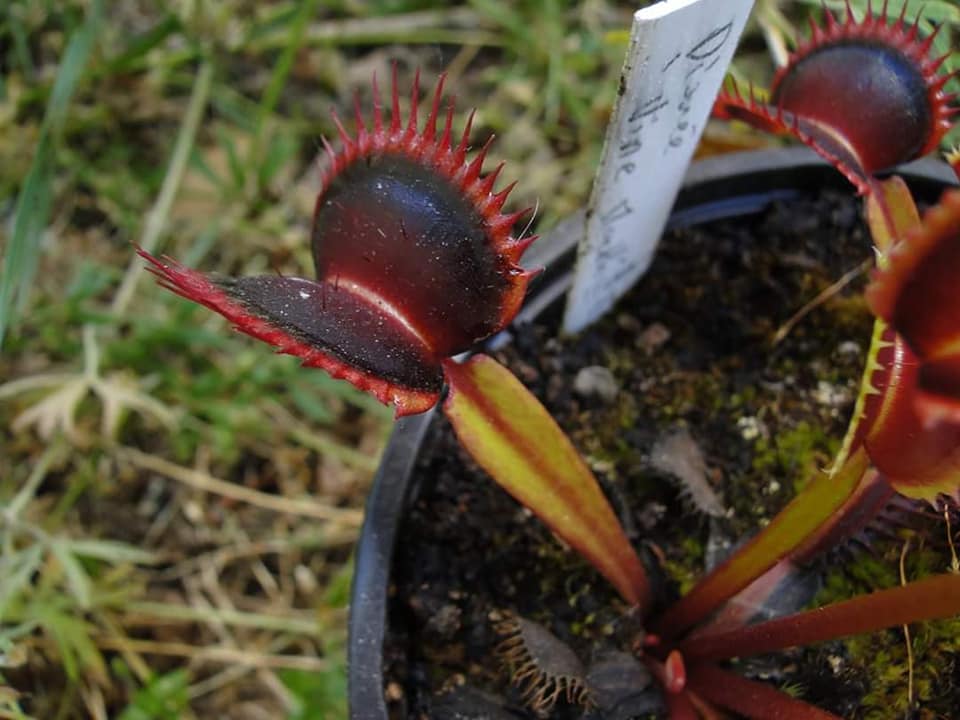 
                      
                        Venus Flytrap- Dionaea muscipula "Wine Mouth"
                      
                    