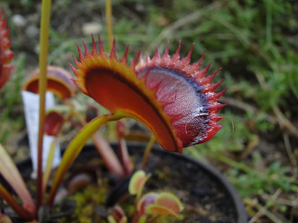 
                      
                        Venus Flytrap- Dionaea muscipula "Wine Mouth"
                      
                    