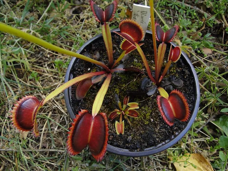 
                      
                        Venus Flytrap- Dionaea muscipula "Wine Mouth"
                      
                    