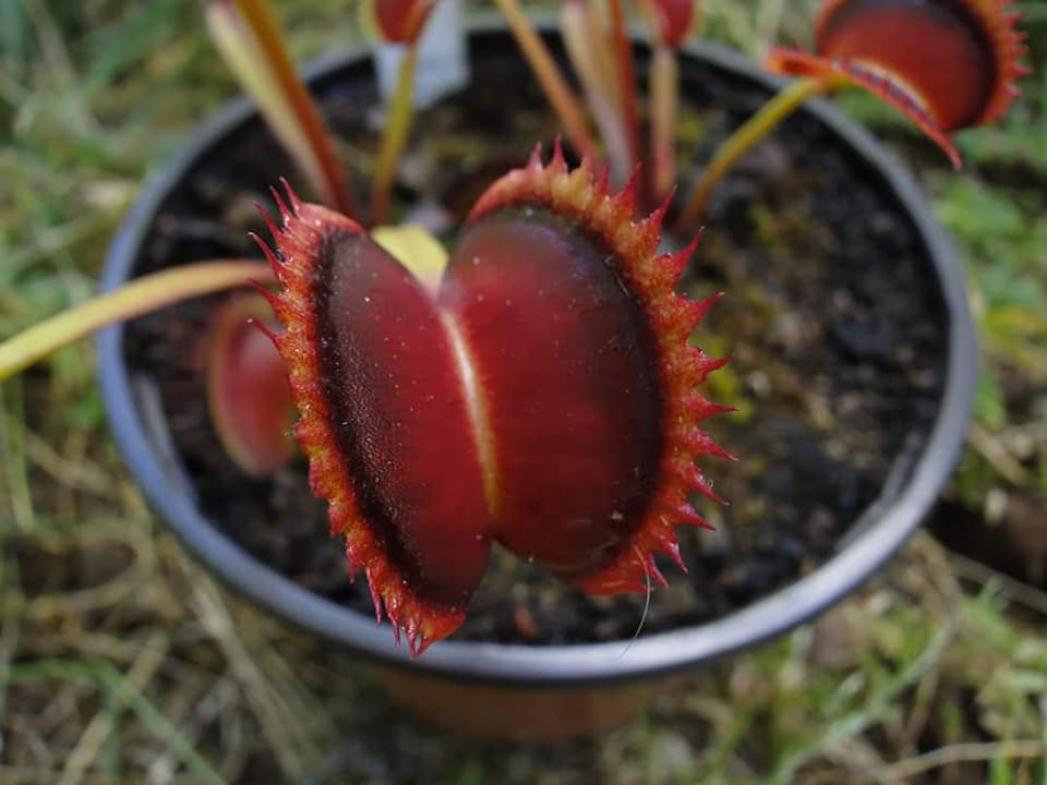 
                      
                        Venus Flytrap- Dionaea muscipula "Wine Mouth"
                      
                    