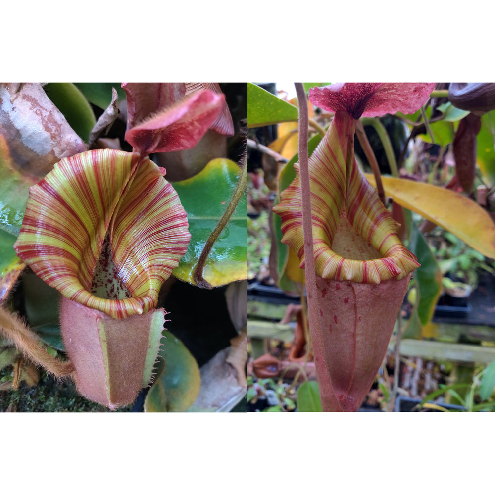 Nepenthes veitchii Kelabit Highlands x {Song of Melancholy x [(lowii x veitchii) x boschiana]} - clone 2 -Seed Pod