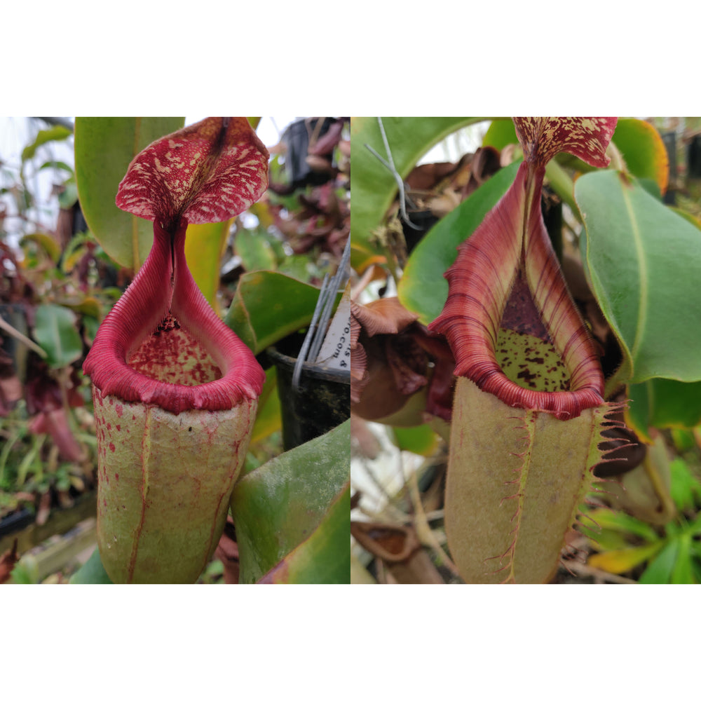 Nepenthes {[(Rokko x boschiana) x veitchii] x [(ventricosa x sibuyanensis) x TM]} x [(truncata x campanulata) x veitchii 