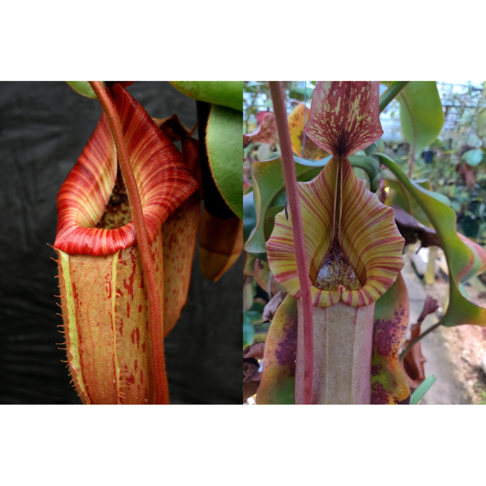 Nepenthes [(Rokko x boschiana) x veitchii 