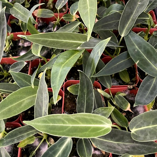 
                      
                        Anthurium warocqueanum, Queen Anthurium
                      
                    