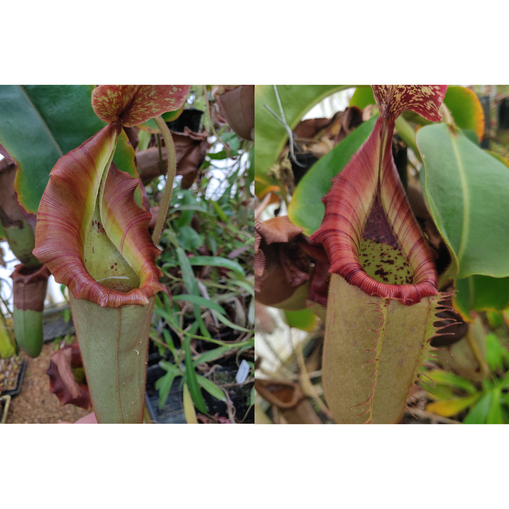 Nepenthes {[(lowii x veitchii) x boschiana] x veitchii} x [(truncata x campanulata) x veitchii 