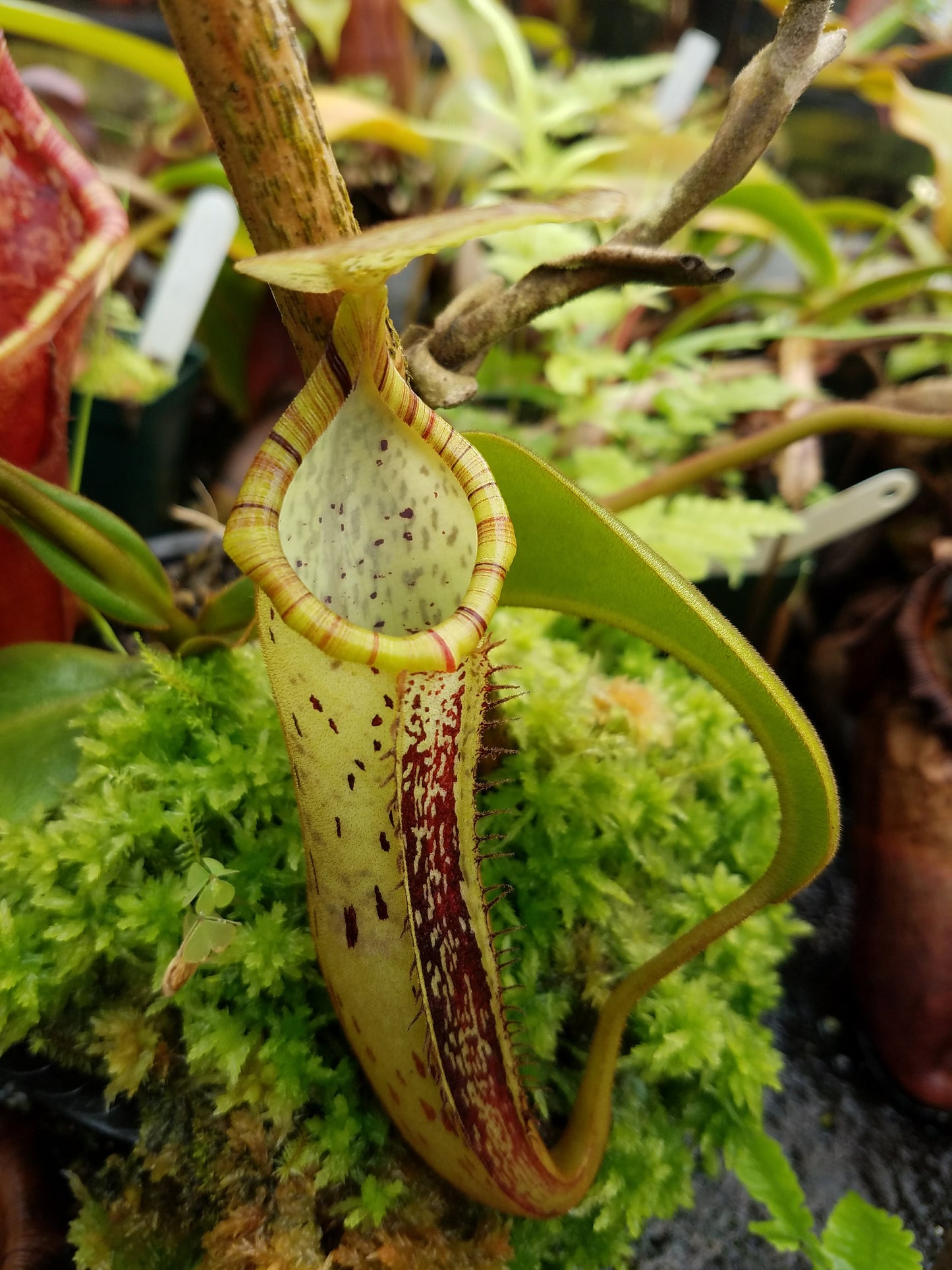 Nepenthes platychila