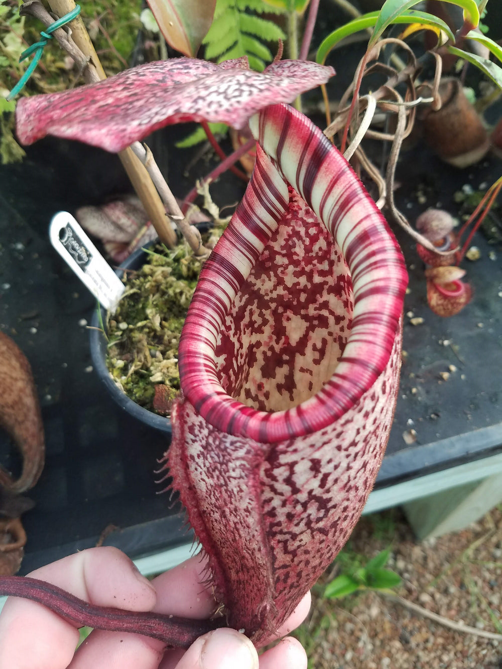 Nepenthes burbidgeae