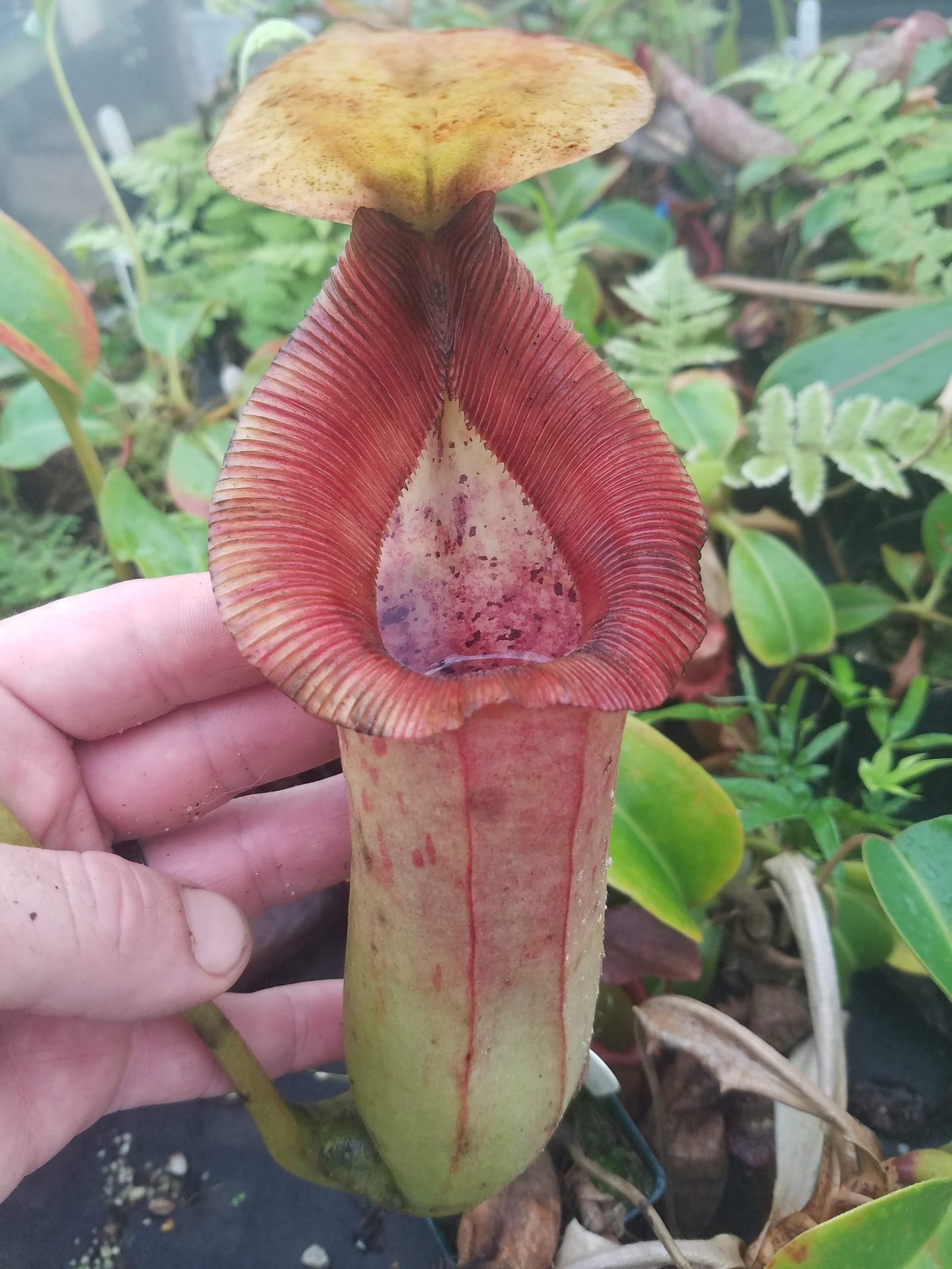 Nepenthes truncata x (sibuyanensis x Trusmadiensis), specimen #1