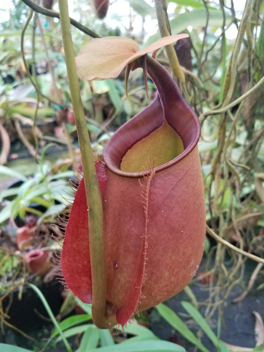 Nepenthes bicalcarata Red Flush, BE-3031