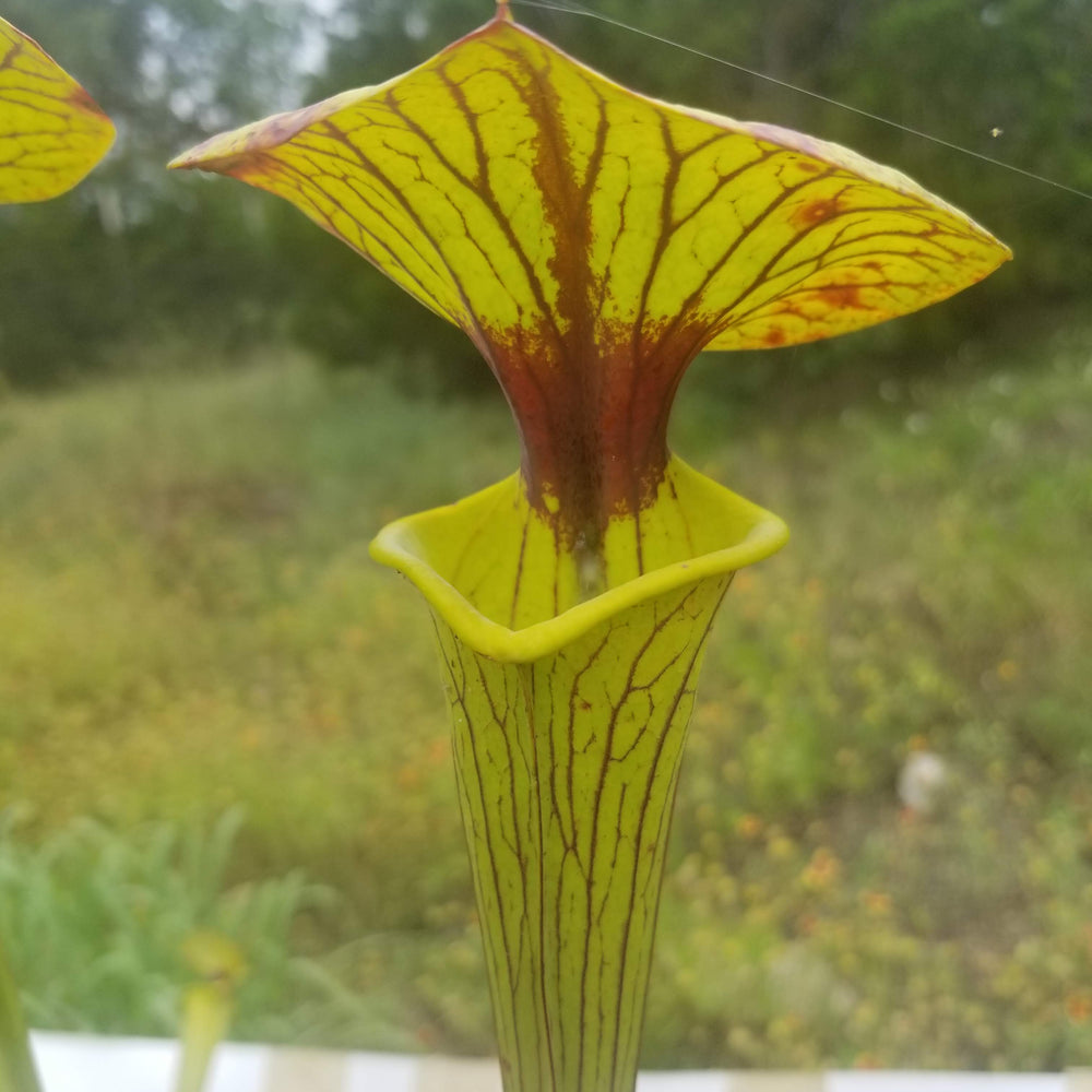 
                      
                        Sarracenia flava var. ornata SL Motherplant
                      
                    