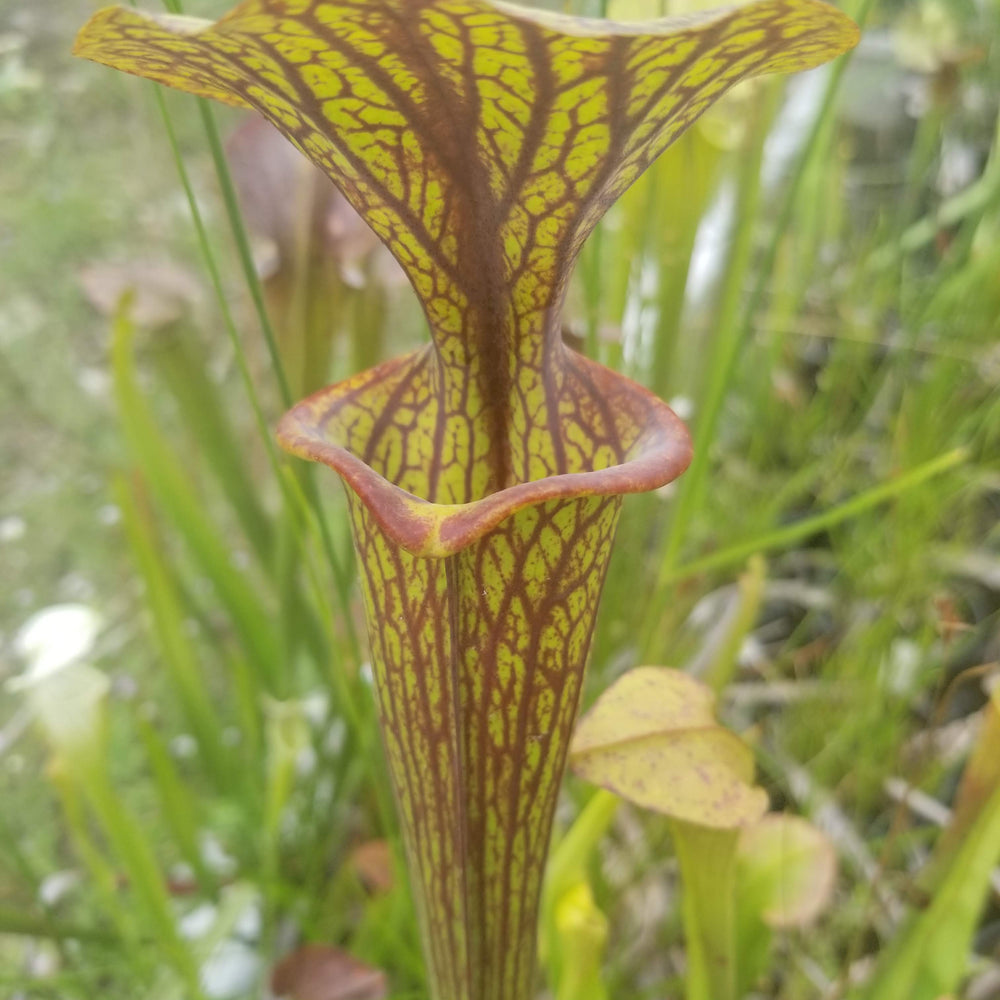 
                      
                        Sarracenia flava var. ornata SL Motherplant
                      
                    