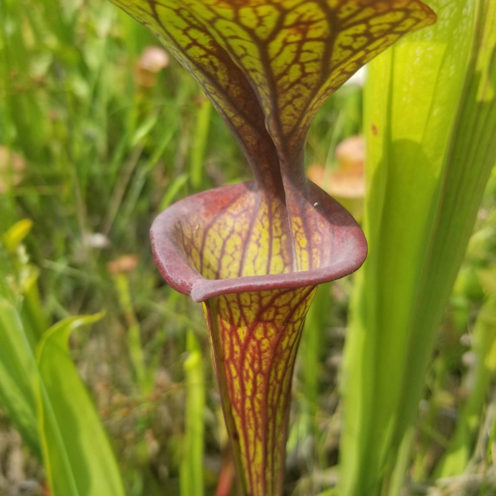 
                      
                        Sarracenia flava var. ornata SL Motherplant
                      
                    