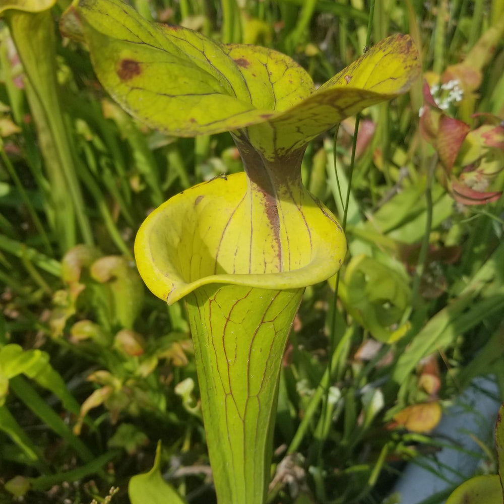 
                      
                        Sarracenia flava var. ornata SL Motherplant
                      
                    