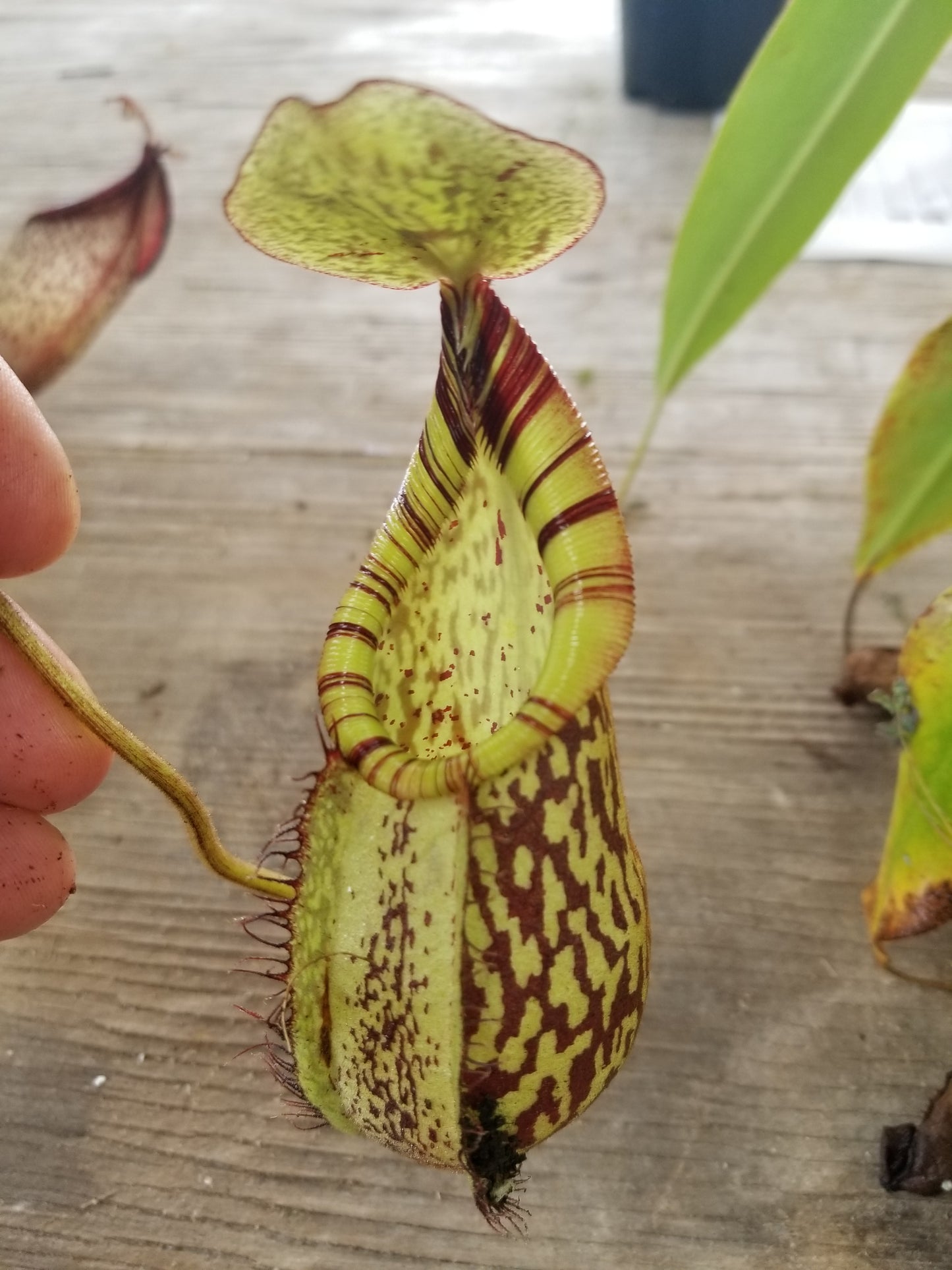 Nepenthes spectabilis x mira BE-3795