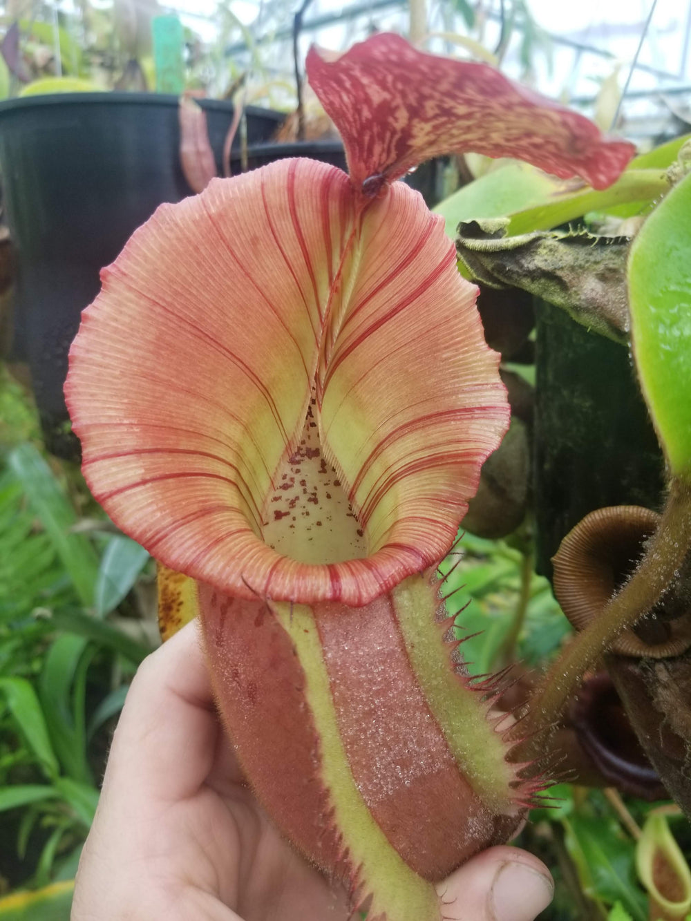 Nepenthes [(Rokko x boschiana) x veitchii] x veitchii 