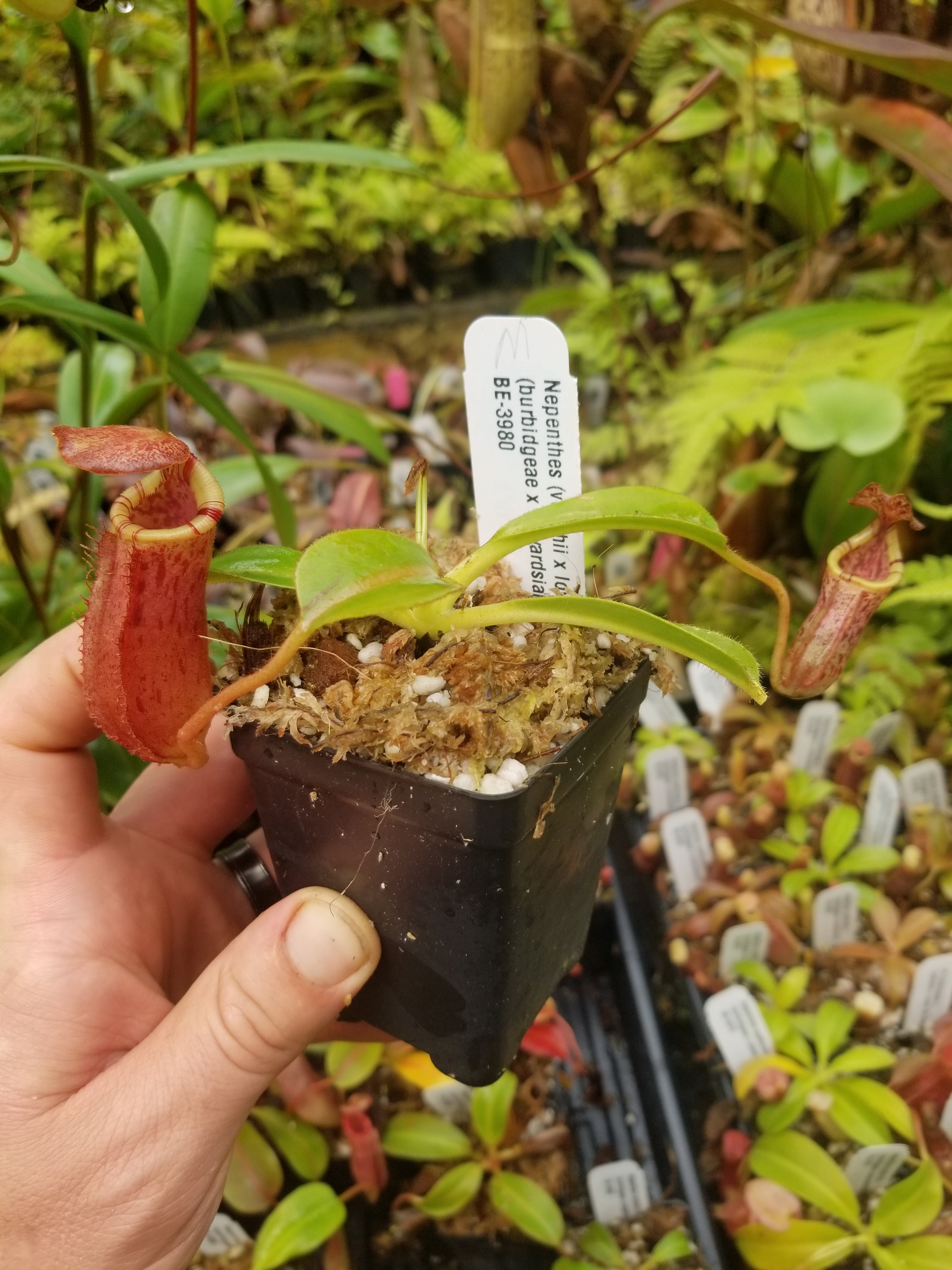 Nepenthes (veitchii x lowii) x (burbidgeae x edwardsiana) – Carnivero