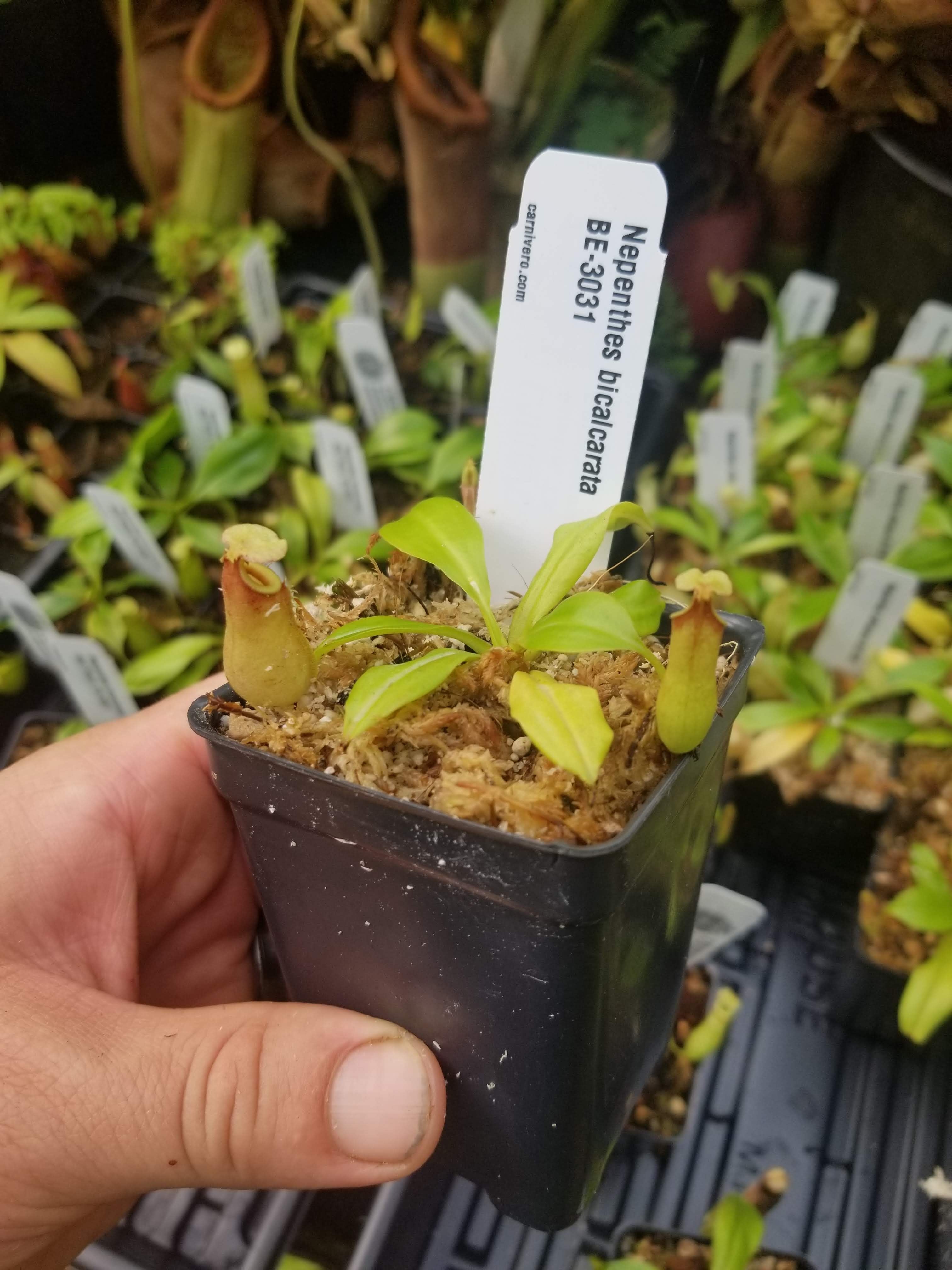 Nepenthes bicalcarata Red Flush, BE-3031 – Carnivero