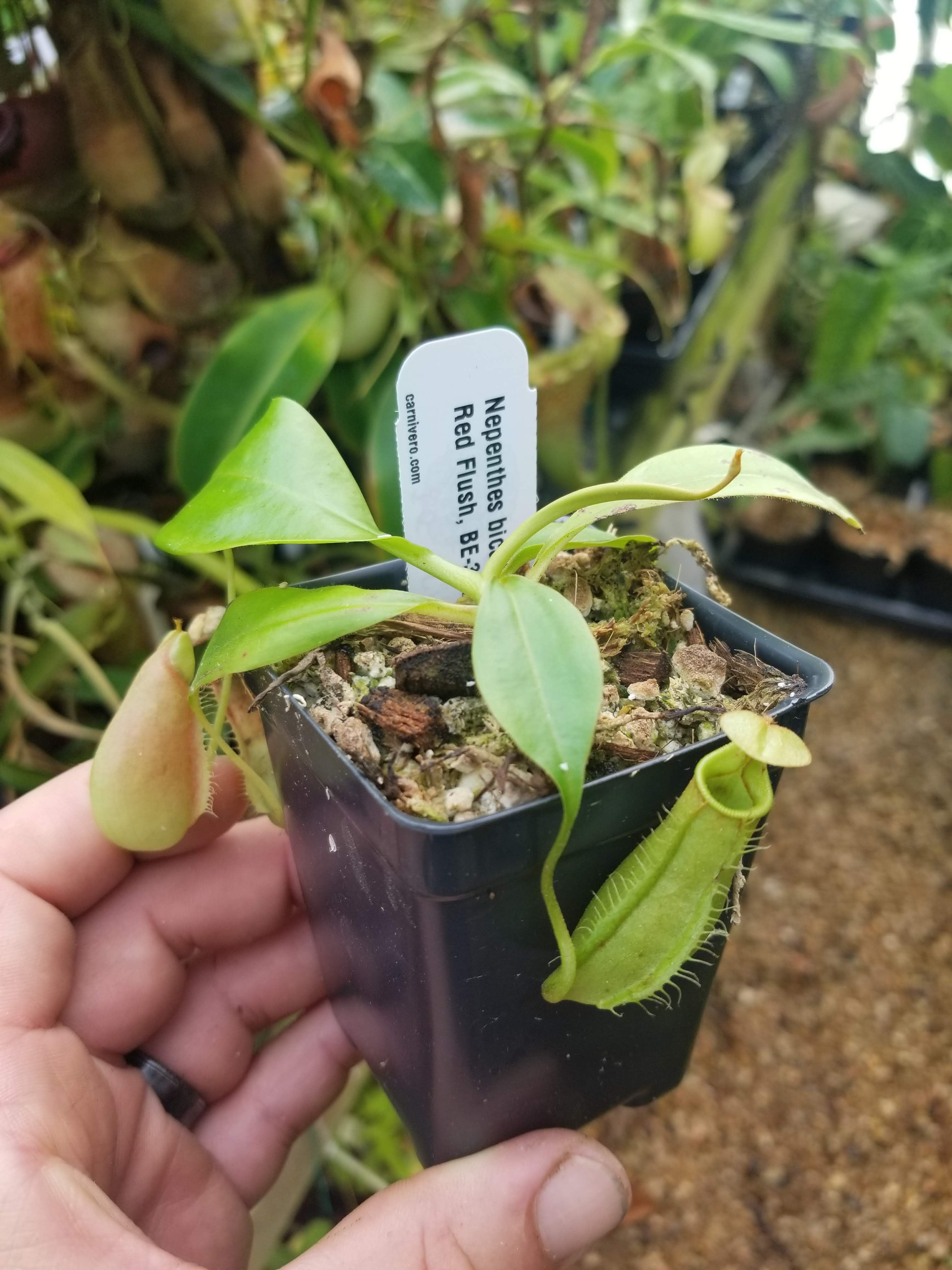 Nepenthes bicalcarata Red Flush, BE-3031 – Carnivero