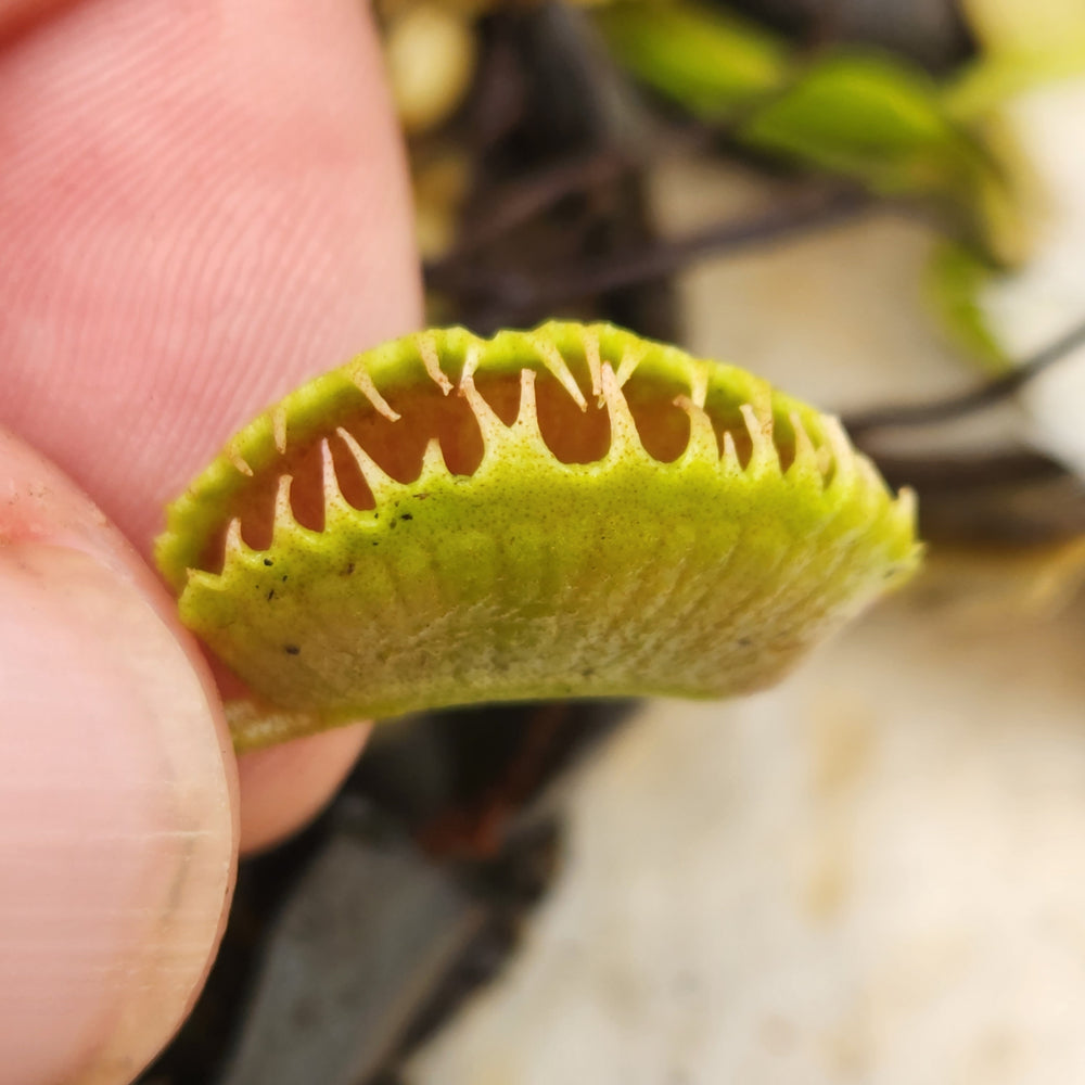 Venus Flytrap- Dionaea muscipula 