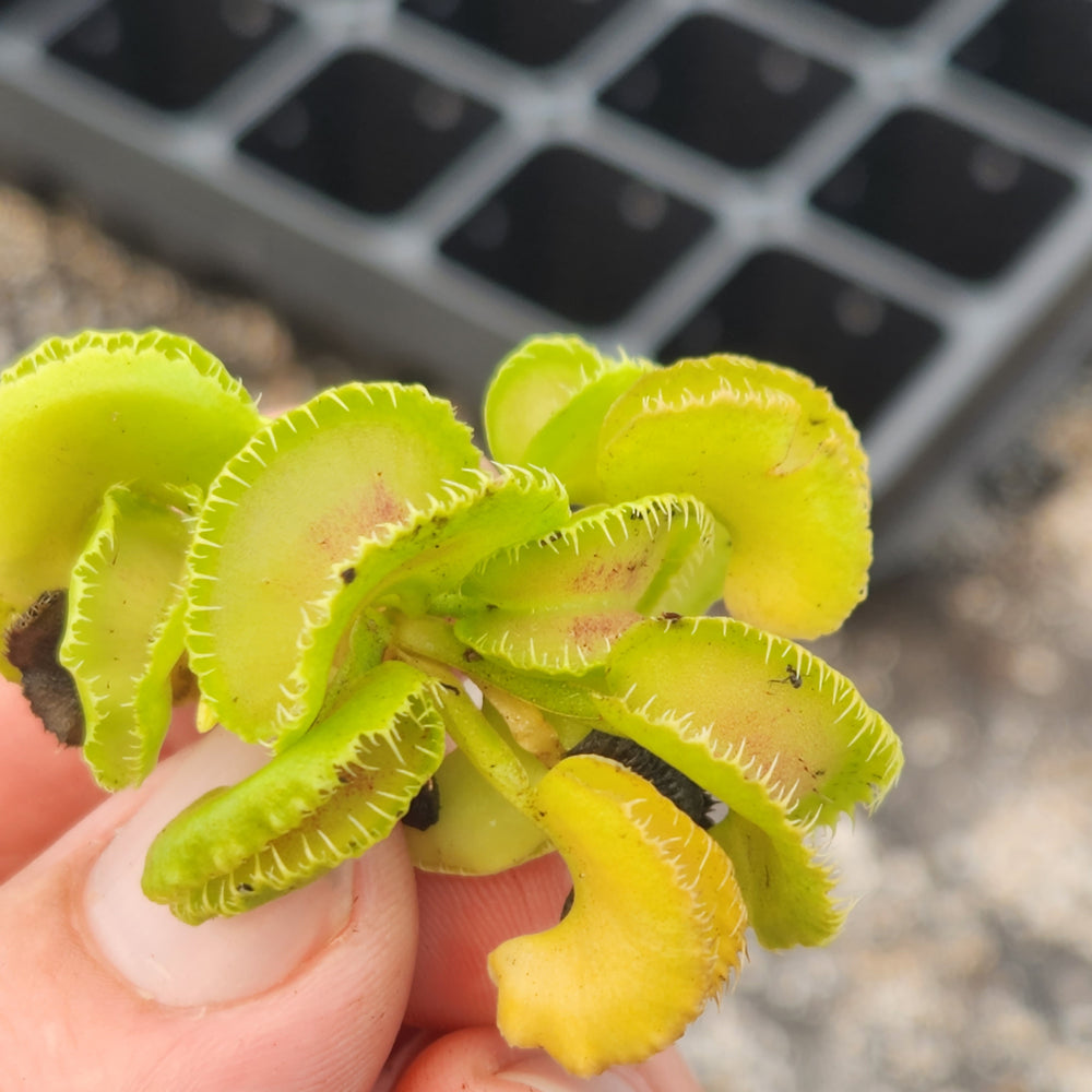 
                      
                        Venus Flytrap- Dionaea muscipula "Kim Jong-Il"
                      
                    