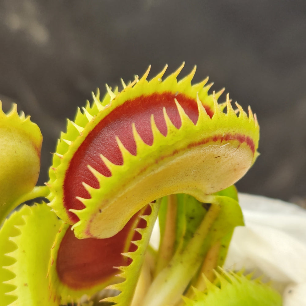 Venus Flytrap- Dionaea muscipula 