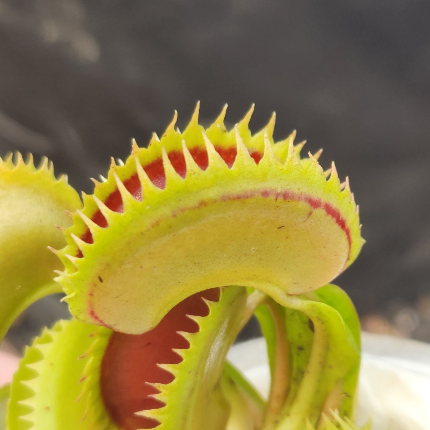 Venus Flytrap- Dionaea muscipula "Big Dracula"