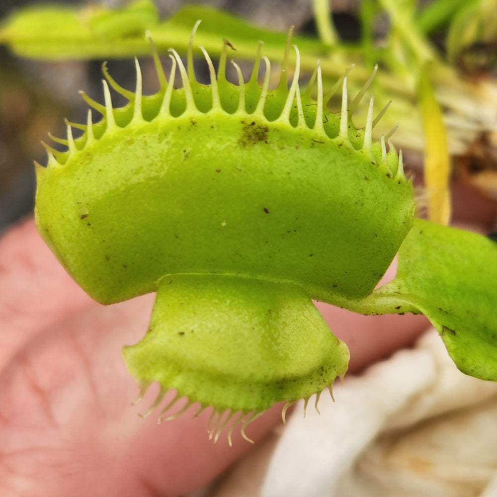 Venus Flytrap- Dionaea muscipula 