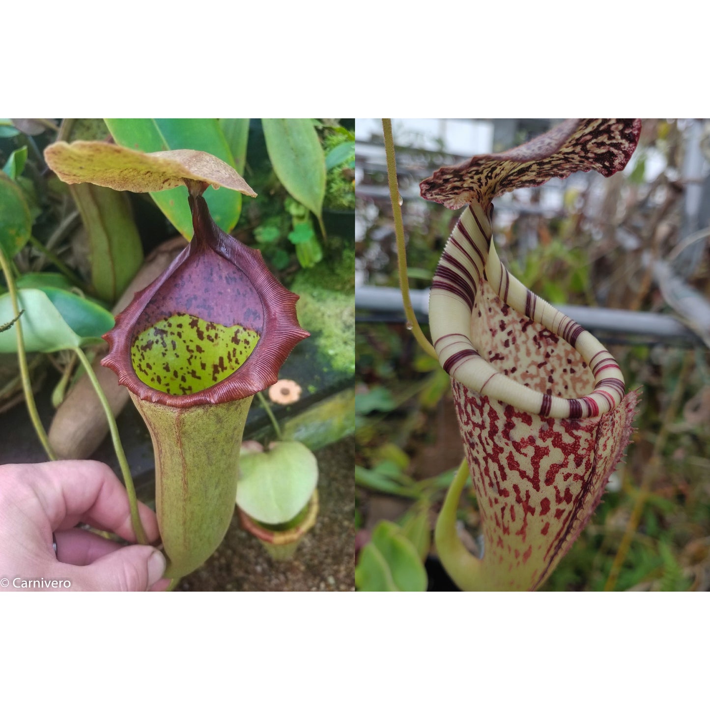 Nepenthes (truncata x campanulata) x {[(lowii x veitchii) x boschiana] x burbidgeae}