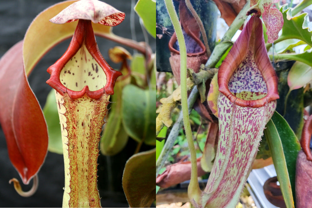 Nepenthes (Marpesa x clipeata) x maxima Wavy Leaves