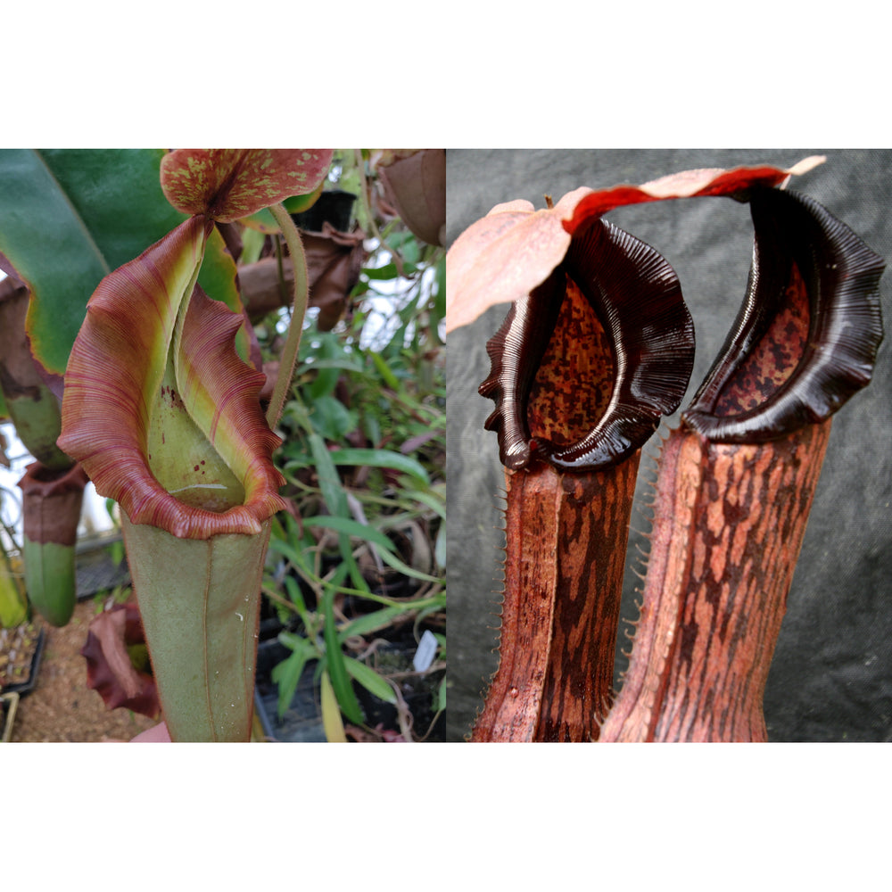 Nepenthes {[(lowii x veitchii) x boschiana] x veitchii 