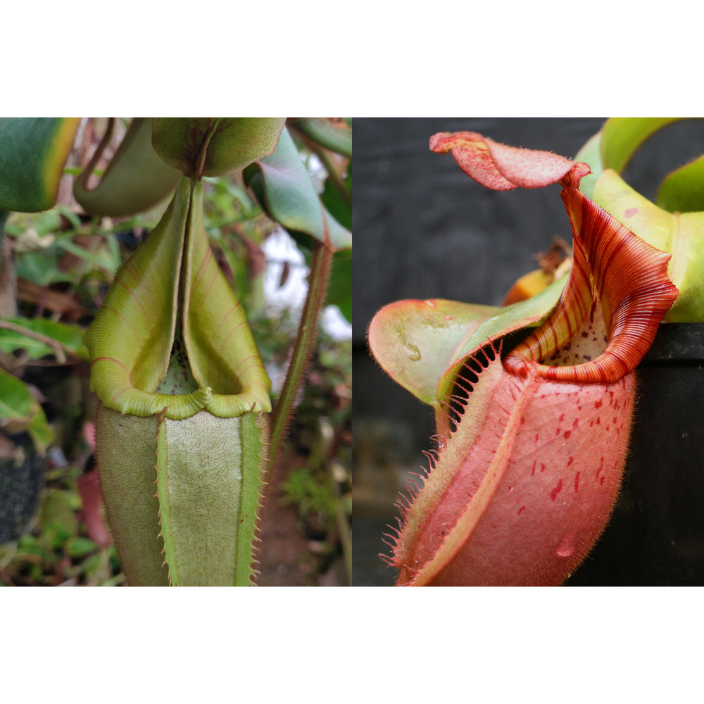 Nepenthes veitchii (