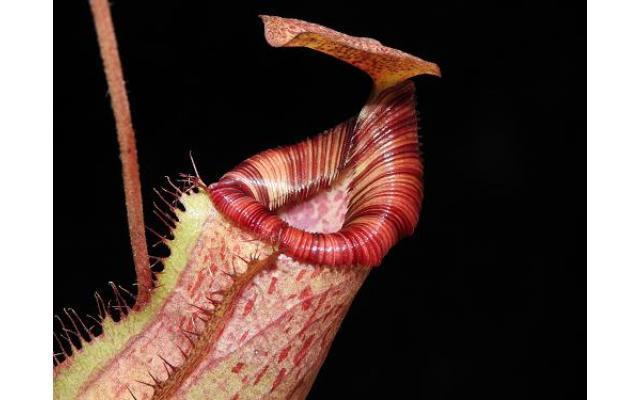 Nepenthes sibuyanensis x (veitchii x lowii)