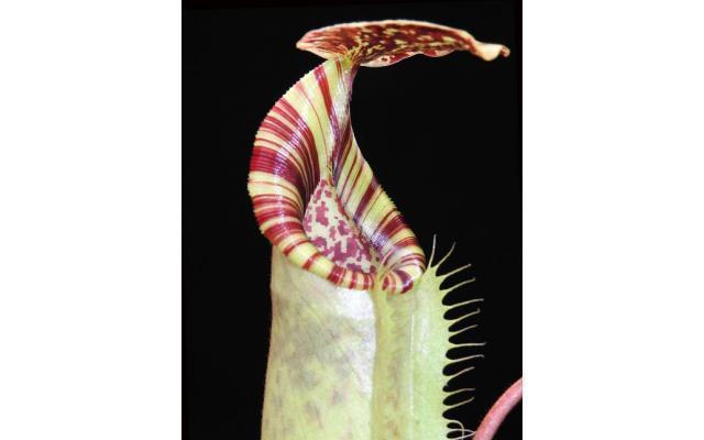 Nepenthes burbidgeae x (veitchii x lowii)