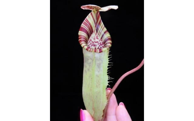 Nepenthes burbidgeae x (veitchii x lowii)