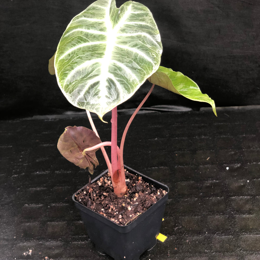 
                      
                        Alocasia Morocco "Pink Dragon"
                      
                    