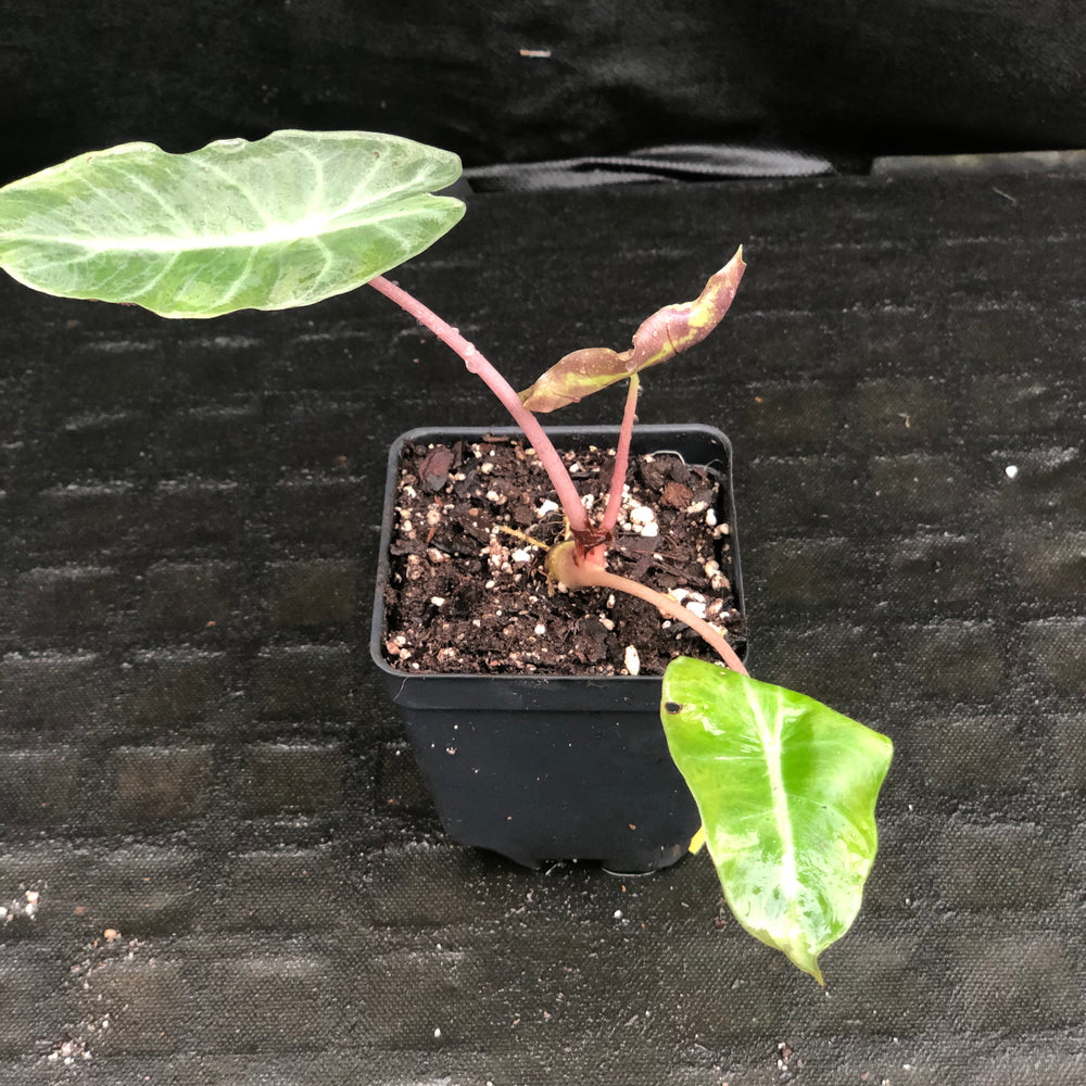 
                      
                        Alocasia Morocco "Pink Dragon"
                      
                    