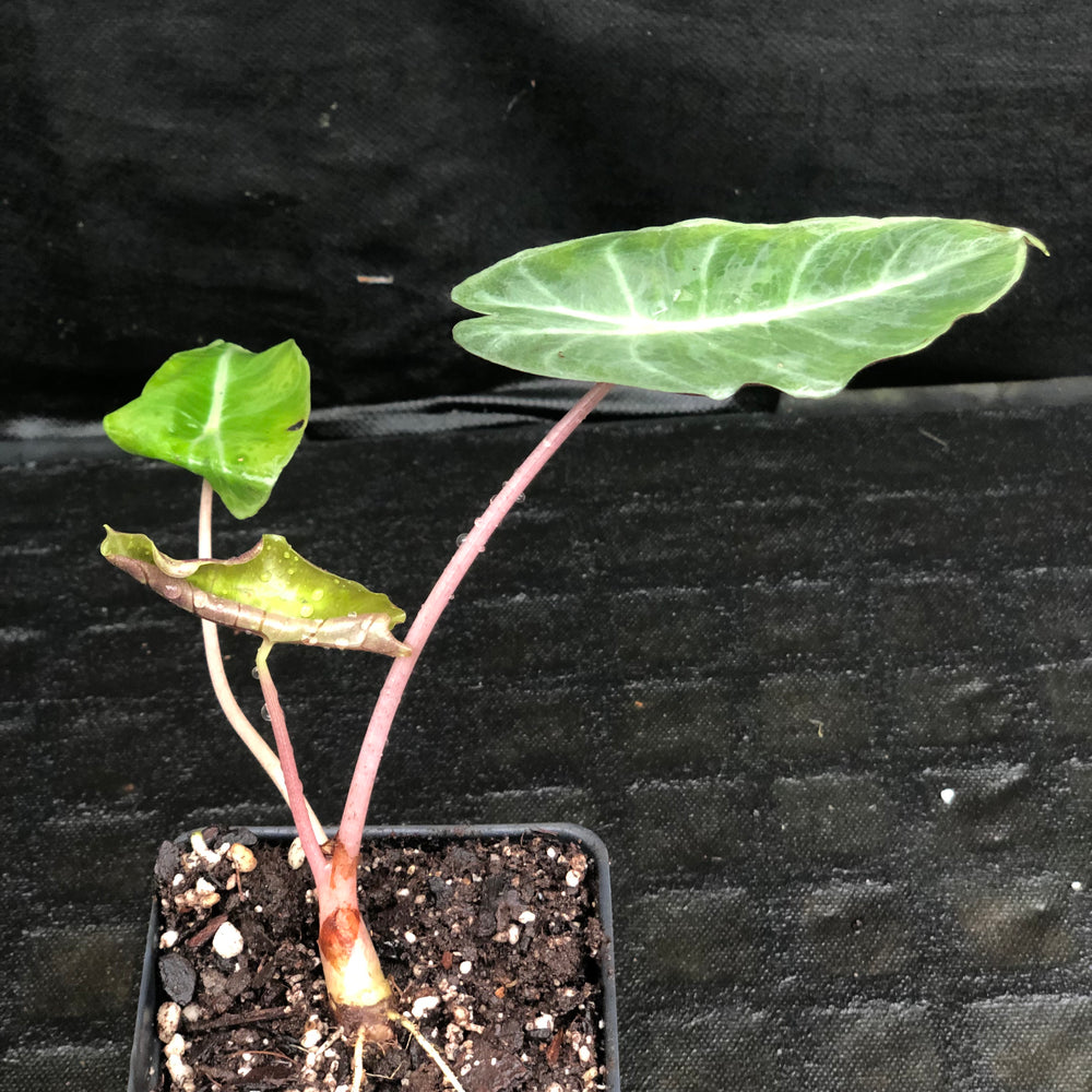 
                      
                        Alocasia Morocco "Pink Dragon"
                      
                    