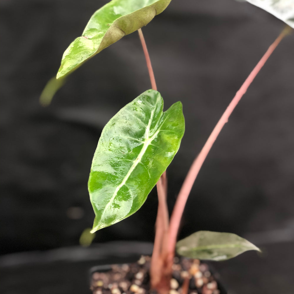 
                      
                        Alocasia Morocco "Pink Dragon"
                      
                    