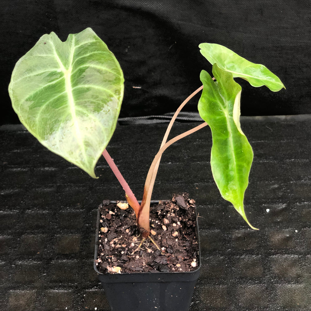 
                      
                        Alocasia Morocco "Pink Dragon"
                      
                    