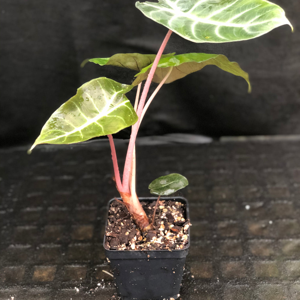 
                      
                        Alocasia Morocco "Pink Dragon"
                      
                    